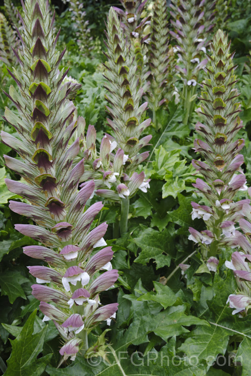Bear's Breeches (<i>Acanthus mollis</i>), a usually evergreen summer-flowering perennial native to southwest Europe and North Africa. It was often featured in ancient Greek and Roman designs. While a bold architectural plant that certainly has garden merit, it can also be a thuggish weed that is difficult to eradicate. Order: Lamiales, Family: Acanthaceae