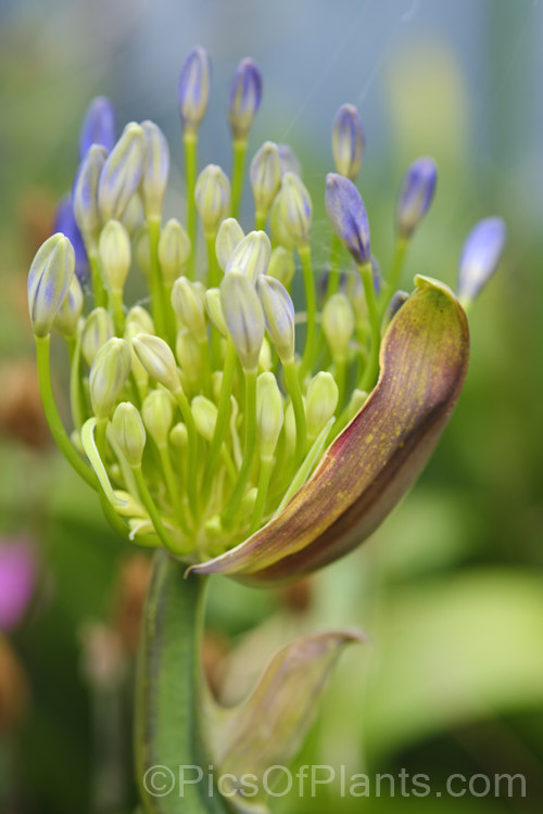 The opening flowerhead of a Blue African. Lily or Lily of the Nile (Agapanthus africanus), a rhizomatous perennial that, despite one of its common names, is a native of South Africa. It colonises freely in suitable climates and is near-evergreen