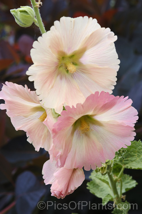 Hollyhock (Alcea rosea [syn. Althaea rosea]), a western Asian biennial or short-lived perennial to 3m tall. There are many garden forms