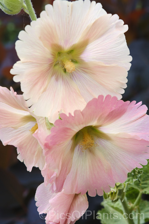 Hollyhock (Alcea rosea [syn. Althaea rosea]), a western Asian biennial or short-lived perennial to 3m tall. There are many garden forms