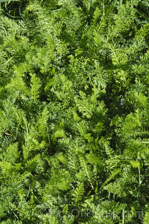 A carpet of the foliage of young. Common Yarrow (Achillea millefolium) plants. This vigorous, summer-flowering, Eurasian perennial has naturalised in many parts of the world. Although often considered a weed in its wild form, it has given rise to many garden cultivars and hybrids. Yarrow also has many traditional herbal uses