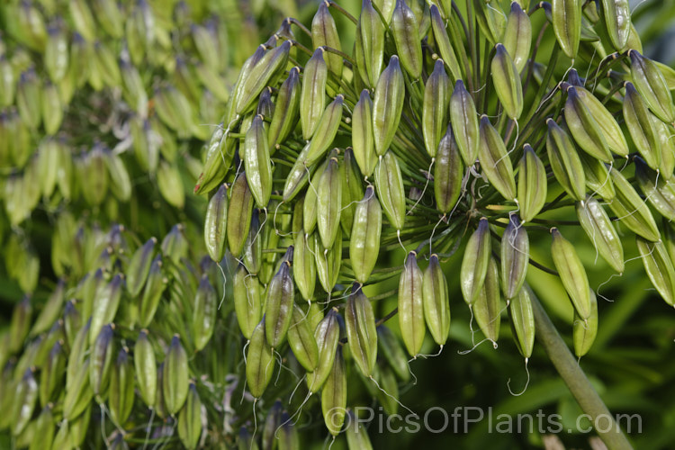 Near-ripe seed capsules of Agapanthus praecox, a fleshy-rooted, summer-flowering perennial native to southern Africa. It has flower stems up to 12m tall and soon forms a large foliage clump. The leaves are evergreen and up to 70cm long