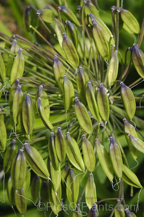 Near-ripe seed capsules of Agapanthus praecox, a fleshy-rooted, summer-flowering perennial native to southern Africa. It has flower stems up to 12m tall and soon forms a large foliage clump. The leaves are evergreen and up to 70cm long