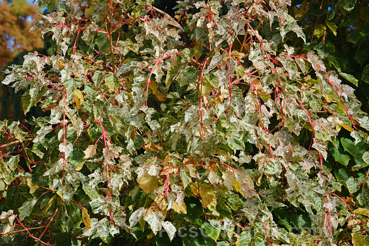 Acer pseudoplatanus 'Leopoldii' in autumn. Raised in 1864 in Belgium, this variegated cultivar of sycamore with cream and yellow foliage that is strongly pink tinted when young. The parent species is a 30-40m tall deciduous tree with a wide natural distribution in the Eurasian region