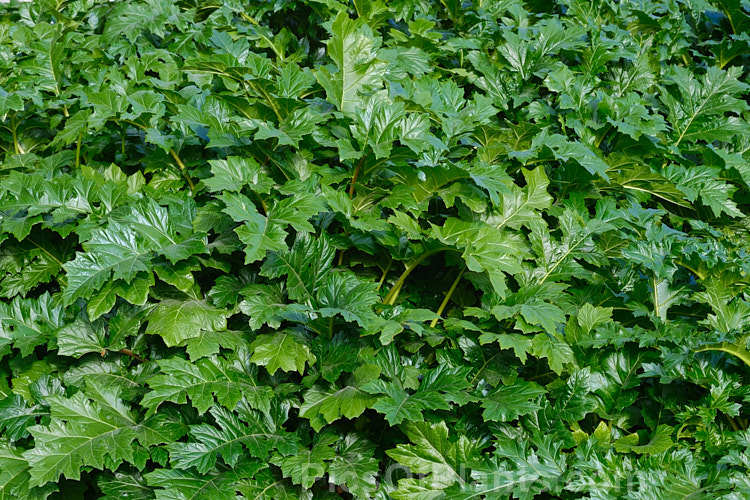 The foliage of Bear's Breeches (<i>Acanthus mollis</i>), a usually evergreen summer-flowering perennial native to southwest Europe and North Africa. It was often featured in ancient Greek and Roman designs. While a bold architectural plant that certainly has garden merit, it can also be a thuggish weed that is difficult to eradicate. Order: Lamiales, Family: Acanthaceae