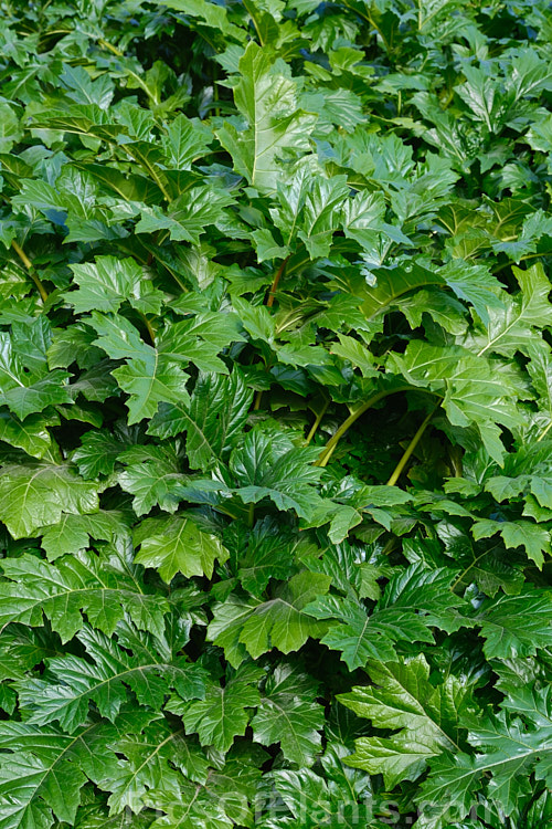 The foliage of Bear's Breeches (<i>Acanthus mollis</i>), a usually evergreen summer-flowering perennial native to southwest Europe and North Africa. It was often featured in ancient Greek and Roman designs. While a bold architectural plant that certainly has garden merit, it can also be a thuggish weed that is difficult to eradicate. Order: Lamiales, Family: Acanthaceae