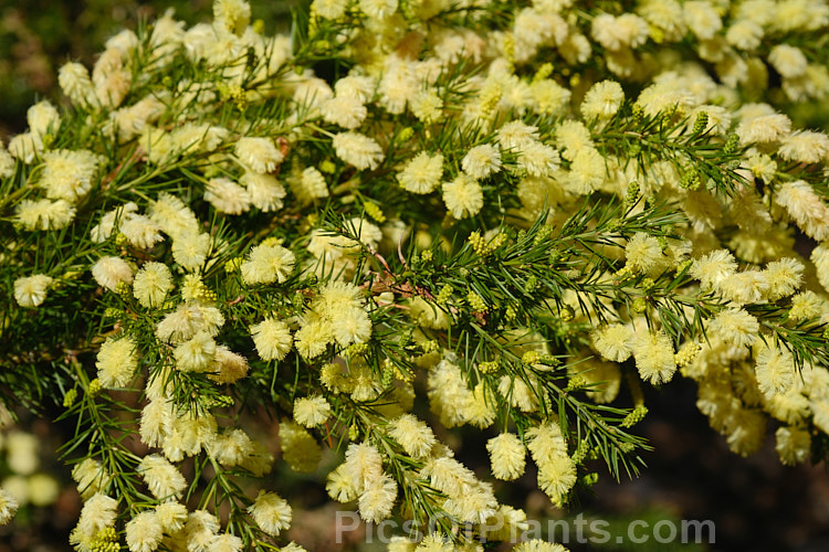 <i>Acacia</i> 'Rewa', an evergreen, spring-flowering, 2.5 x 2.5m shrub with bright to deep green needle-like foliage and short bottlebrush-like flowerheads. This cultivar is quite widely grown in New Zealand and is usually listed as a form of <i>Acacia verticillata</i> or <i>Acacia riceana</i>, but really it does not closely resemble either of those species. Order: Fabales, Family: Fabaceae
