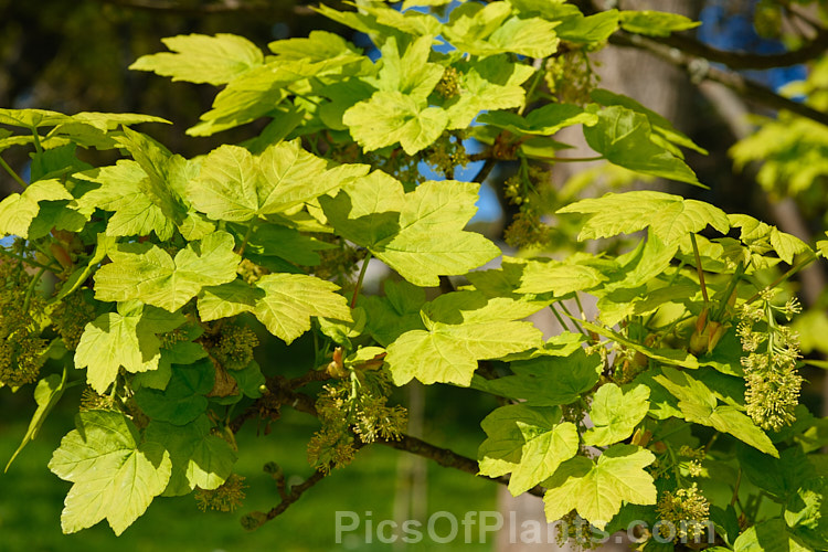 The young spring foliage and flower buds of the Sycamore (<i>Acer pseudoplatanus</i>), a 30-40m tall deciduous tree with a wide natural distribution in the Eurasian region. Its timber is often used for making string instruments. Order Sapindales, Family: Sapindaceae