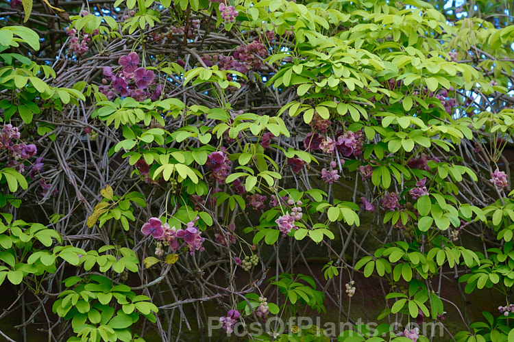 Chocolate Vine (<i>Akebia quinata</i>), a near-evergreen, spring-flowering climber from China and Japan. The larger female flowers, which are vanilla-scented, are followed by purplish fruits. Order: Ranunculales, Family: Lardizabalaceae