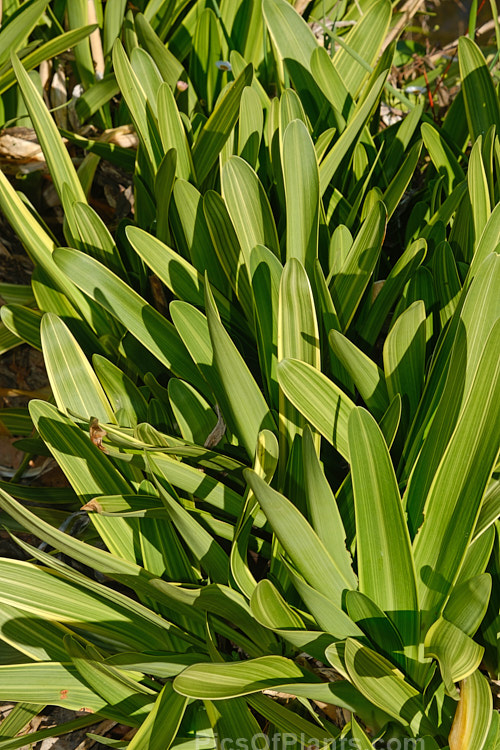 <i>Agapanthus</i> 'Jahan', a compact, variegated foliage agapanthus with light blue flowers in rounded heads on stems up to 1m tall Order: Asparagales, Family: Amaryllidaceae