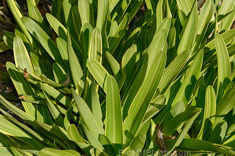 <i>Agapanthus</i> 'Jahan', a compact, variegated foliage agapanthus with light blue flowers in rounded heads on stems up to 1m tall Order: Asparagales, Family: Amaryllidaceae