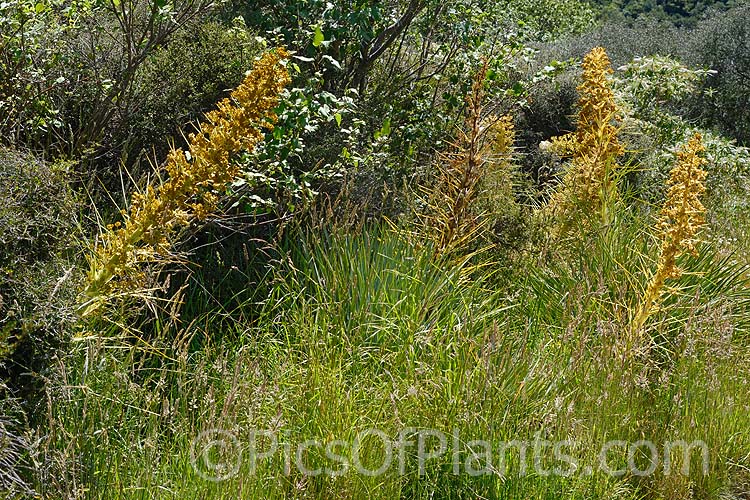 Golden Speargrass or Golden Spaniard (<i>Aciphylla aurea</i>), a tough subalpine to alpine perennial from the southern North Island and South Island of New Zealand. The foliage rosettes are up to 1m wide and the leaves are tipped with fierce spines. The flower stems, which develop in summer, are up to 2.5m tall. Order: Apiales, Family: Apiaceae