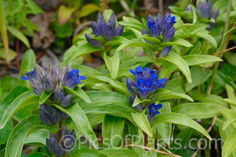 Indian Gentian or Himalayan Gentian (<i>Gentiana kurroo</i>), a 20-40cm high summer-flowering perennial that often sprawls quite widely. Native to the western Himalayas, this species is now critically endangered in the wild. Order: Gentianales, Family: Gentianaceae