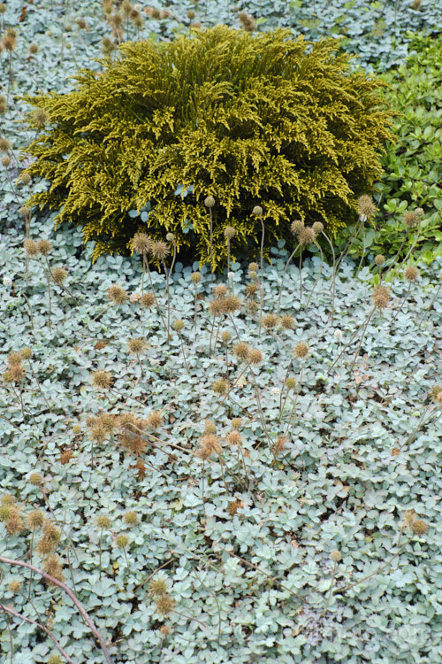 The pale blue-green foliage of the Glaucous Piripiri (<i>Acaena caesiiglauca</i>), an evergreen silvery-blue foliaged groundcover perennial, and <i>Veronica ochracea</i> (syn. <i>Hebe ochracea</i>), an evergreen shrub. Both species are native to the South Island of New Zealand, though their natural ranges do not really overlap.