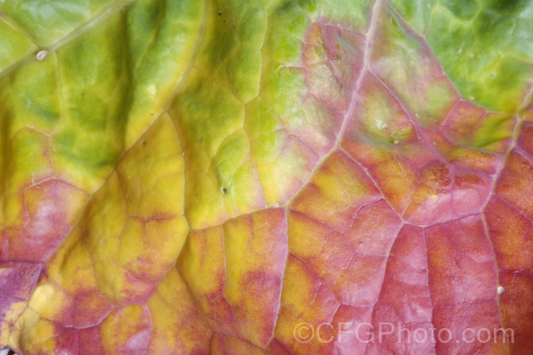 The underside of the leaf of a broccoli plant showing signs of phosphorus, nitrogen and potassium deficiencies. A lack of phosphorus leads to the purple red discoloration, while the yellowing slight drying of the leaf edges hints that nitrogen and potassium may be short. Order: Brassicales, Family: Brassicaceae