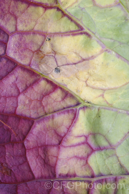 The underside of the leaf of a broccoli plant showing signs of phosphorus, nitrogen and potassium deficiencies. A lack of phosphorus leads to the purple red discoloration, while the yellowing slight drying of the leaf edges hints that nitrogen and potassium may be short.  Order: Brassicales, Family: Brassicaceae