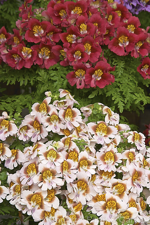 Poor Man's Orchid (<i>Schizanthus x wisetonensis</i>), an annual often used as a winter greenhouse plant or summer bedder. These garden forms are usually hybrids between Schizanthus grahamii and Schizanthus pinnatus, both Chilean species.