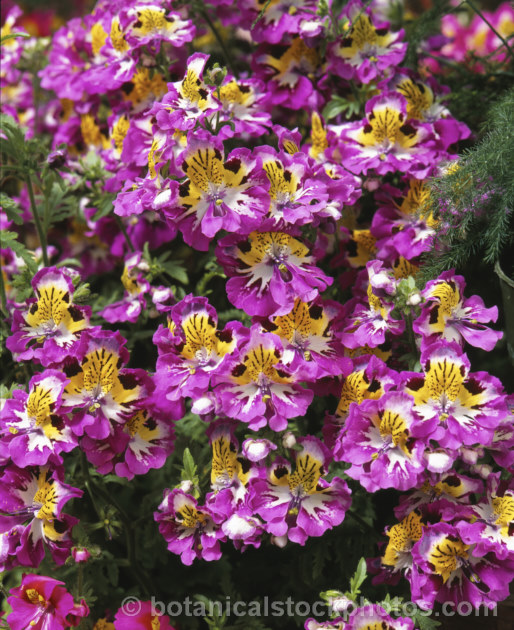 Poor Man's Orchid (<i>Schizanthus x wisetonensis</i>), an annual often used as a winter greenhouse plant or summer bedder. These garden forms are usually hybrids between Schizanthus grahamii and Schizanthus pinnatus, both Chilean species.