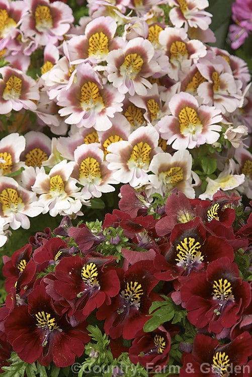 Poor Man's Orchid (<i>Schizanthus x wisetonensis</i>), an annual often used as a winter greenhouse plant or summer bedder. These garden forms are usually hybrids between Schizanthus grahamii and Schizanthus pinnatus, both Chilean species.