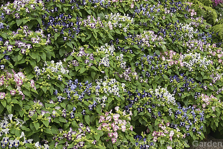 Wishbone Flower or Bluewings (<i>Torenia fournieri</i>), a tender Asian annual used as summer bedding or for spring greenhouse displays. Order: Lamiales, Family: Linderniaceae