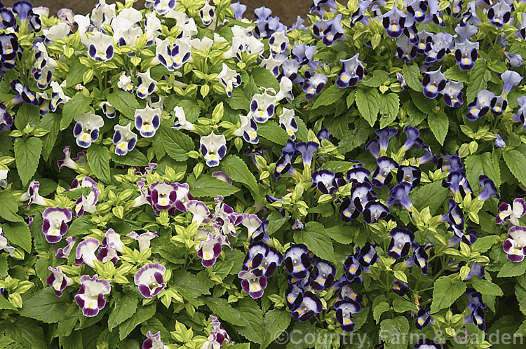 Wishbone Flower or Bluewings (<i>Torenia fournieri</i>), a tender Asian annual used as summer bedding or for spring greenhouse displays. Order: Lamiales, Family: Linderniaceae