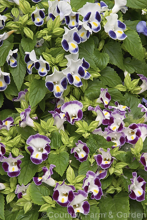 Wishbone Flower or Bluewings (<i>Torenia fournieri</i>), a tender Asian annual used as summer bedding or for spring greenhouse displays. Order: Lamiales, Family: Linderniaceae