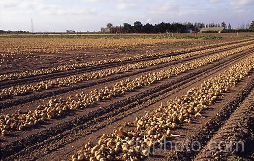 A field of onions drying after being lifted. The onions need to be dry before final harvesting to lessen the risk of rotting. allium-2045htm'>Allium.