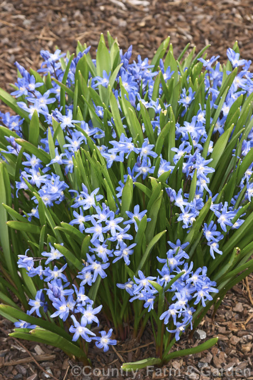 Scilla forbesii (syn. Chionodoxa forbesii</i>), a late winter- to early spring-flowering bulb from western Turkey that is somewhat taller and forms a larger foliage clump than the common. Glory-of-the-Snow (<i>Scilla luciliae [syn. Chionodoxa luciliae</i>). scilla-2491htm'>Scilla.