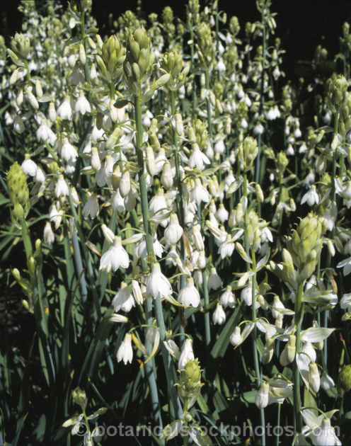 Cape. Hyacinth or Summer. Hyacinth (<i>Ornithogalum candicans [syn. Galtonia candicans]), a summer-flowering bulb native to South Africa and Lesotho. The flower stems grow to about 12m tall ornithogalum-2470htm'>Ornithogalum.