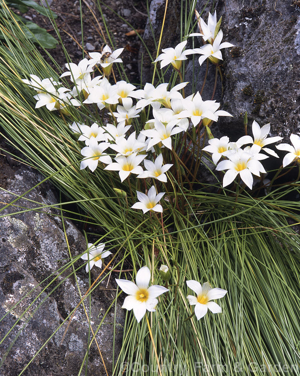 Romulea bulbocodium var. leichtliniana, a creamy-white-flowered form of a normally violet-flowered, late spring- to early summer-blooming bulb native to the Mediterranean region. It prefers to grow in dry, stony areas and is a popular rockery plant. Order: Asparagales, Family: Iridaceae