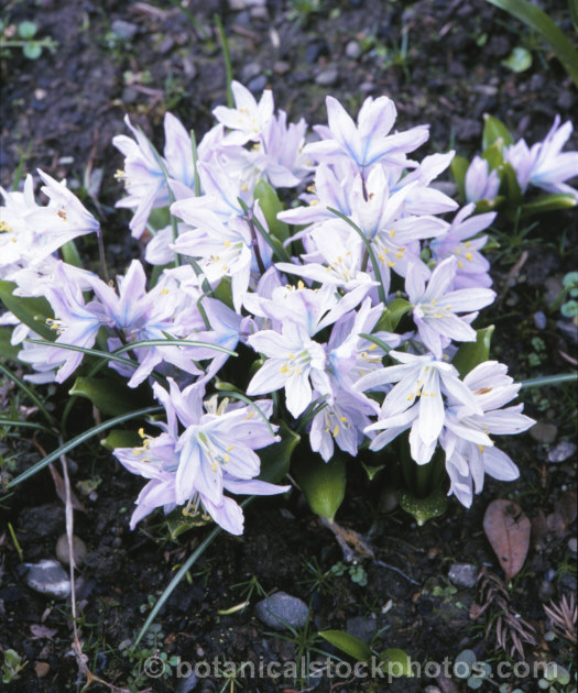 Scilla mischtschenkoana, a small spring-flowering bulb found naturally in Iran and southern Russia. scilla-2491htm'>Scilla.