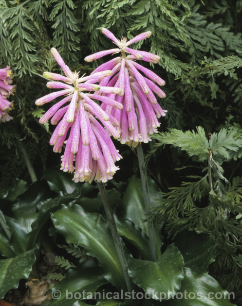 Cape. Hyacinth (<i>Veltheimia capensis [syn. Veltheimia glauca]), a winter- to spring-flowering bulb native to the southwest Cape region of South Africa. The flower stems are up to 45cm high. veltheimia-3383htm'>Veltheimia.