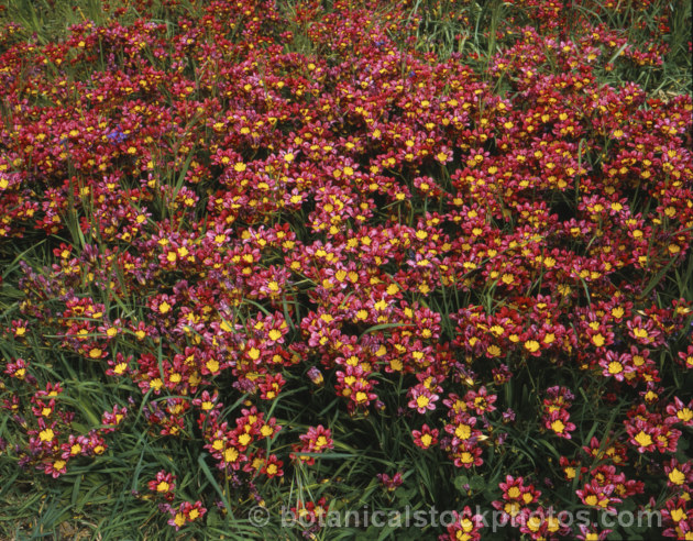 Harlequin. Flower (<i>Sparaxis tricolor</i>), a South African corm that flowers from late winter into spring. Its flowers occur in several colours and it will naturalise in suitably mild climates. sparaxis-2499htm'>Sparaxis.