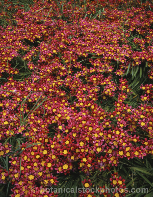 Harlequin. Flower (<i>Sparaxis tricolor</i>), a South African corm that flowers from late winter into spring. Its flowers occur in several colours and it will naturalise in suitably mild climates. sparaxis-2499htm'>Sparaxis.