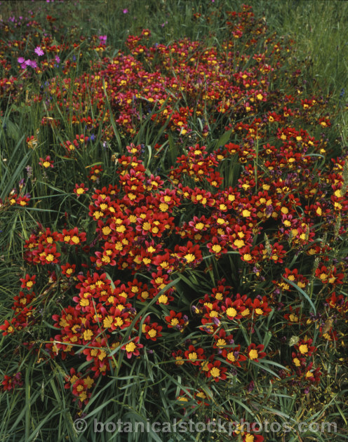 Harlequin. Flower (<i>Sparaxis tricolor</i>), a South African corm that flowers from late winter into spring. Its flowers occur in several colours and it will naturalise in suitably mild climates. sparaxis-2499htm'>Sparaxis.