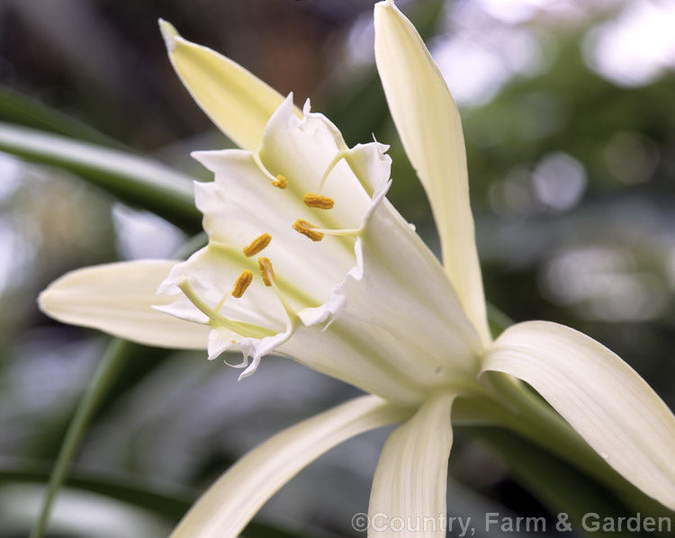 Pamianthe peruviana, a scented, summer- to autumn-flowering bulb native to Peru. It is related to Pancratium, Hymenocallis and, distantly, to the daffodils (<i>Narcissus</i>). The floral cups are up to 130mm long. pamianthe-2728htm'>Pamianthe