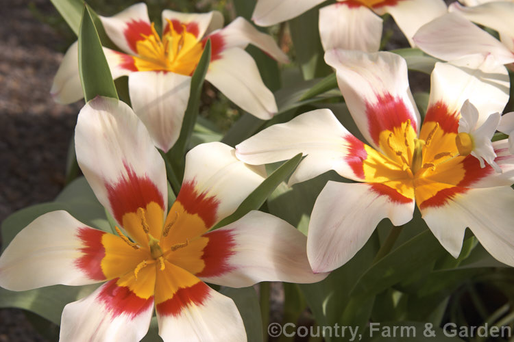 Tulipa kaufmanniana, an early-flowering species native to central Asia, notable for its strikingly coloured and often slightly scented flowers. Order: Liliales, Family: Liliaceae