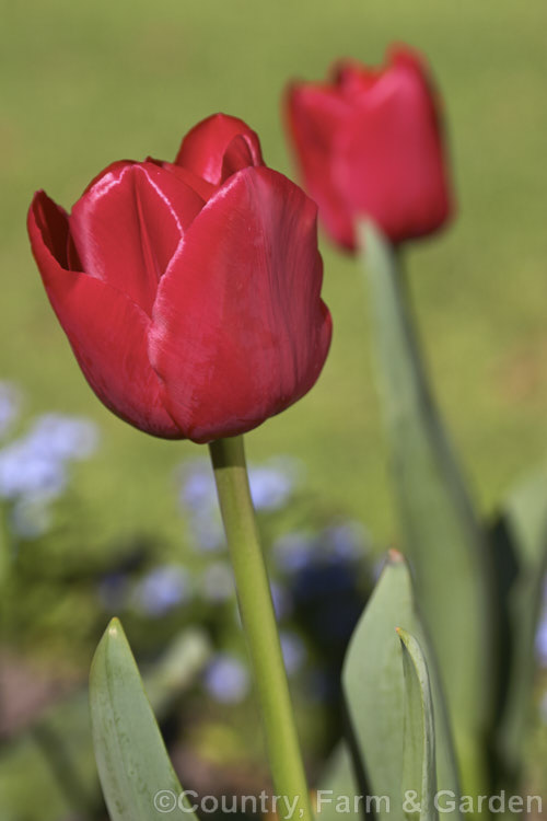 Tulipa 'Il de France' (<i>Category 5 x Single. Late</i>), one of many red tulips, but notable for great purity and depth of colour. Order: Liliales, Family: Liliaceae