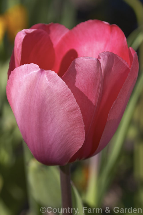 Tulipa 'Pink Impression' (<i>Category 4 x Darwin. Hybrid</i>), widely regarded as the best pink. Darwin tulip, this hybrid was introduced in 1979. Order: Liliales, Family: Liliaceae