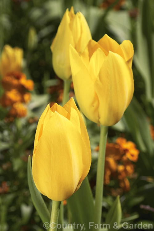 Tulipa 'Lily. Schreyer' (<i>Category 5 x Single. Late</i>), a vigorous, strongly coloured tulip that grows to 50cm tall Named after the wife of a former. Governor. General of Canada Order: Liliales, Family: Liliaceae