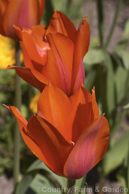 Tulipa 'Temple's Favorite' (<i>Category 5 x Single. Late</i>), a vigorous, large-flowered, strongly coloured tulip that grows to 75cm tall Widely regarded as the tallest hybrid tulip. Order: Liliales, Family: Liliaceae