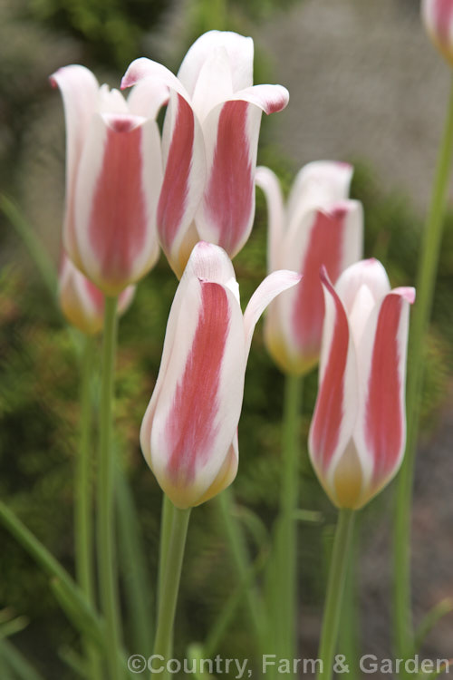 Tulipa clusiana var. stellata, a variety of the Lady Tulip, a species found from Iran and Afghanistan to northwestern India The stems grow to around 30cm tall Order: Liliales, Family: Liliaceae
