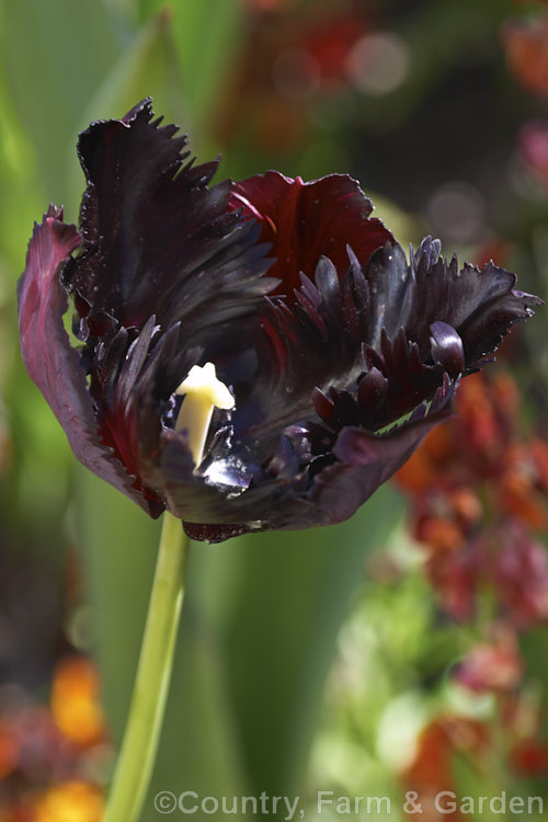 Tulipa 'Black Parrot' (<i>Category 10 x Parrot. Group [sport of 'Phillipe de Comines']), a parrot tulip that originated in the 1930s. It is among the darkest and most heavily fringed tulips. Order: Liliales, Family: Liliaceae