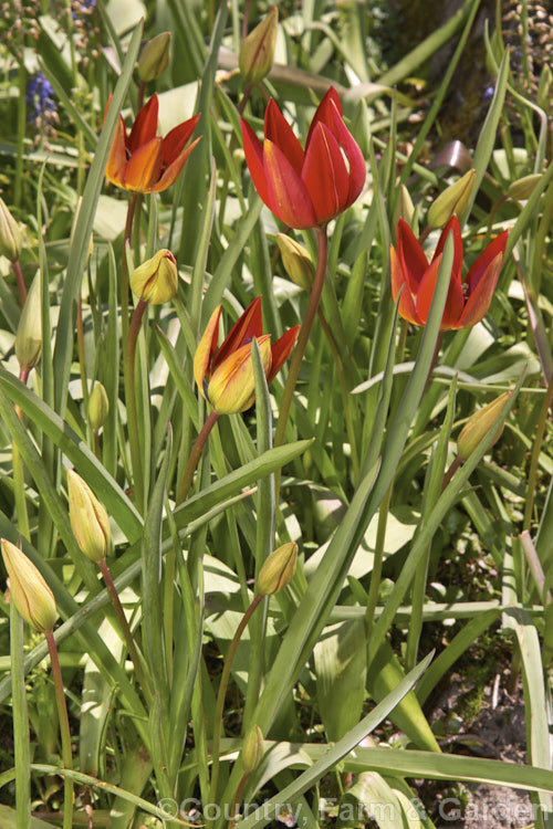 Tulipa linifolia, native to central Asia, northern Iran and Afghanistan, this tulip species is notable for its grassy foliage and small, intensely coloured flowers. Order: Liliales, Family: Liliaceae