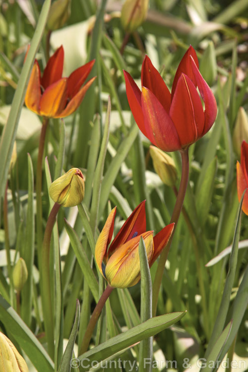 Tulipa linifolia, native to central Asia, northern Iran and Afghanistan, this tulip species is notable for its grassy foliage and small, intensely coloured flowers. Order: Liliales, Family: Liliaceae