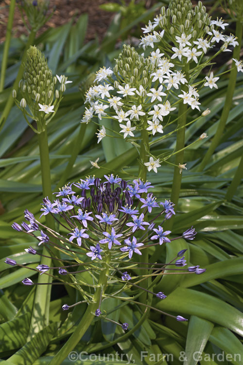 Two colour forms of Scilla peruviana: the typical blue of the wild species and the white-flowered form . The lax, strappy foliage of this vigorous bulbous plant from south-west. Europe and West Africa tends to lay on the ground. The flower heads, which open from late spring, contain up to 100 blooms. scilla-2491htm'>Scilla.
