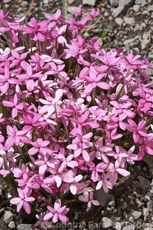 Red Star (<i>Rhodohypoxis baurii</i>), a spreading. South African bulbous-rooted perennial with hairy, rather grass-like stems and masses of bright flowers in late spring