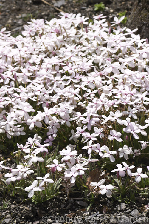 Rhodohypoxis baurii var. platypetala, a broad-leaved, white- to pale-pink-flowered cultivar of a normally deep pink- to red-flowered, spreading. South African bulbous-rooted perennial with hairy, rather grass-like stems and masses of bloom from late spring