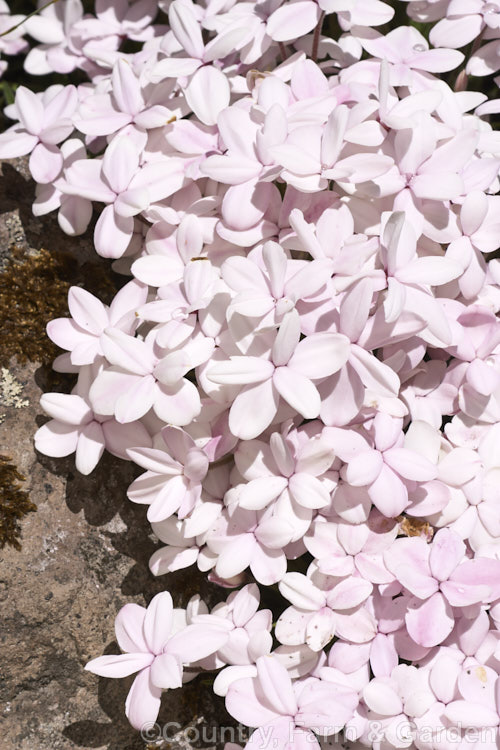Rhodohypoxis baurii 'Dawn', a very pale-pink-flowered cultivar of a normally deep pink- to red-flowered, spreading. South African bulbous-rooted perennial with hairy, rather grass-like stems and masses of bloom from late spring