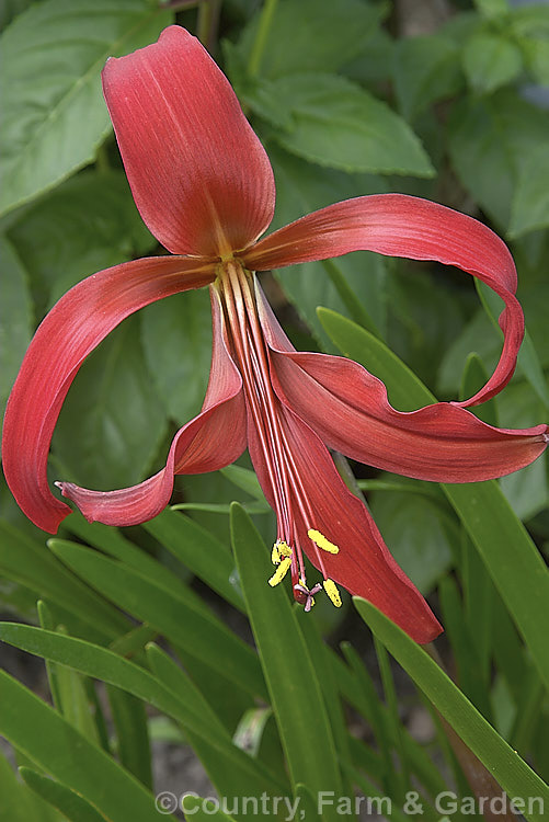 Jacobean. Lily or Aztec. Lily (<i>Sprekelia formosissima</i>), a summer-flowering bulb native to Mexico. The individual flowers are short-lived but appear over a long season and the flower stems are up to 30cm tall sprekelia-3327htm'>Sprekelia.